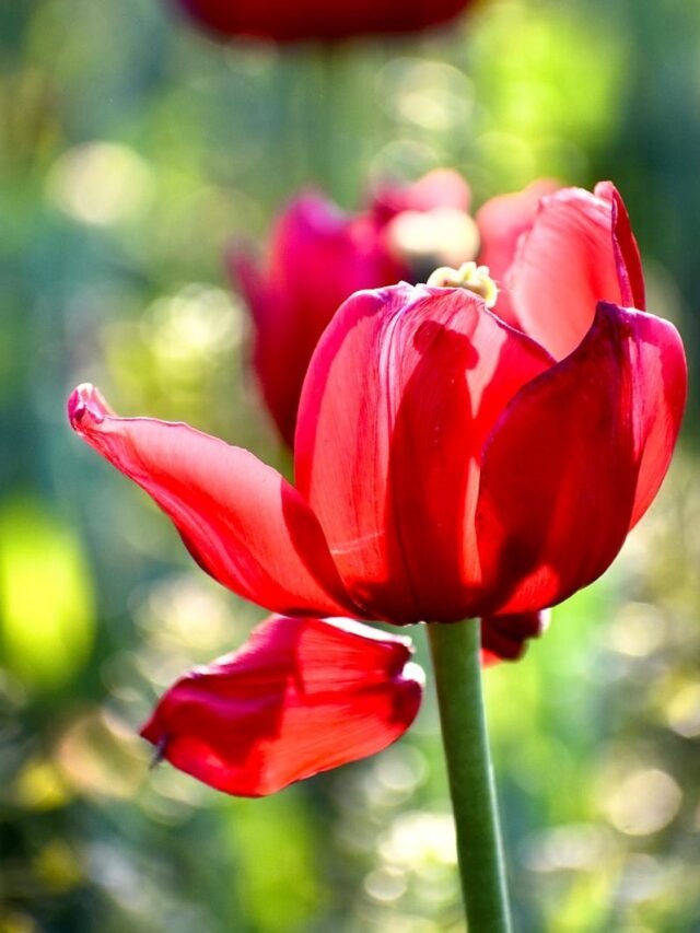Beautiful red tulip in bloom with blurred background emphasizing its vibrant petals. Tulip garden srinagar